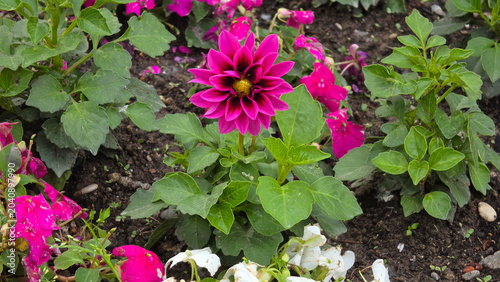 Fotografie Blooming pink garden dahlia flower in a mixed flower bed of Dahlia pinnata