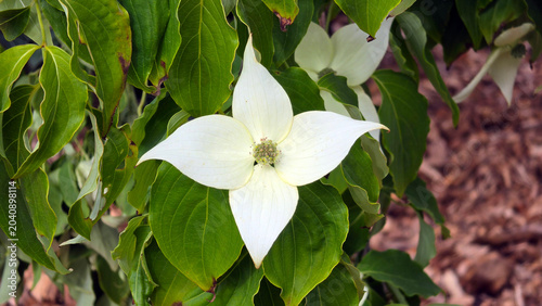 Photos Close up view of white kousa dogwood flower bracts on Cornus kousa branch