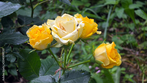 Photos Cluster of blooming yellow Julia Child roses on a branch of a Rosa julia child b