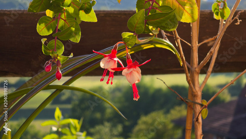 Foto Pendant bicolor hybrid fuchsia flowers hanging from branch Fuchsia hybrida
