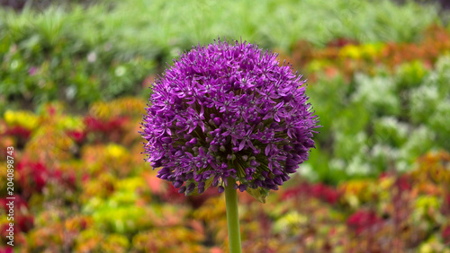 Photos Purple ornamental onion flower umbel blooming in garden on Allium giganteum stem