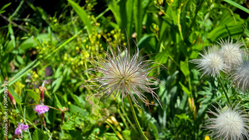 Fotografi Plumed feathery seed head of European pasqueflower on a slender stem Pulsatilla