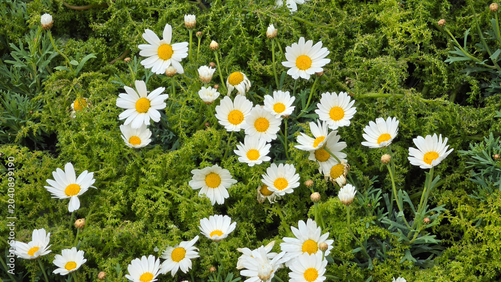 Fototapeta premium White marguerite daisy flowers blooming over fine green foliage of Argyranthemum frutescens