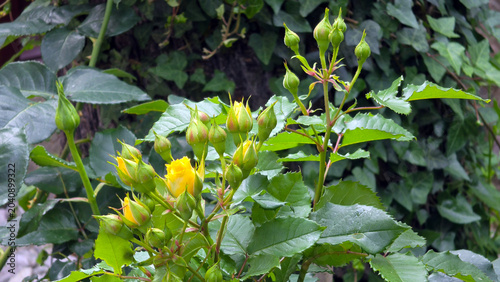 Photos Young yellow Julia Child rose buds opening on a branch of a Rosa julia child bus