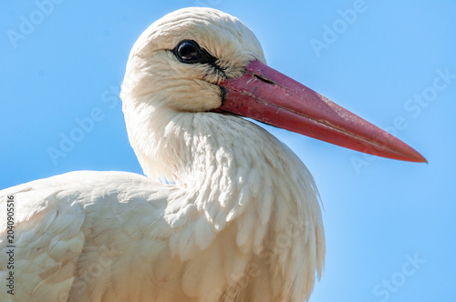 Portrait Weissstorch