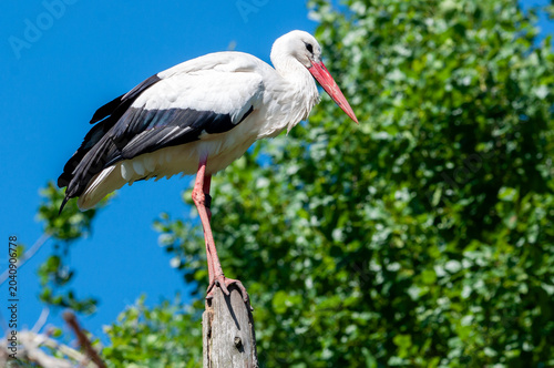 Weissstorch auf Baum