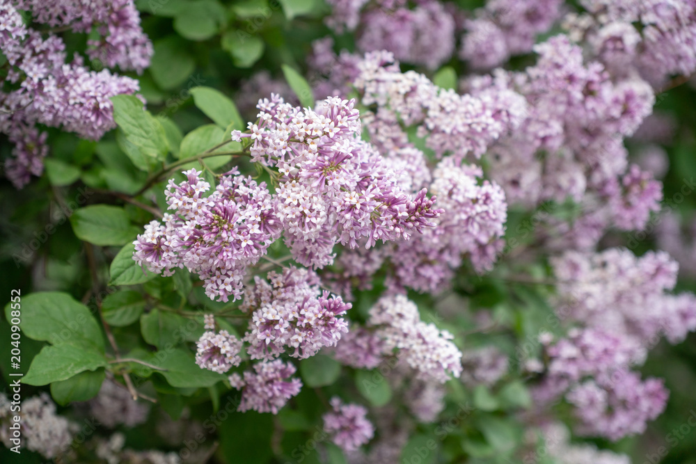 Obraz premium Clusters of pale purple lilac blossoms bloom, lush green foliage, soft focus, detailed floral texture, natural outdoor light. Gardening, botanical education, nature advertising, spring