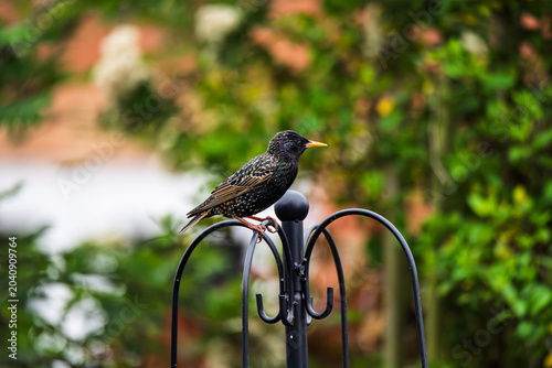 Photography starling perched on black metal garden hook