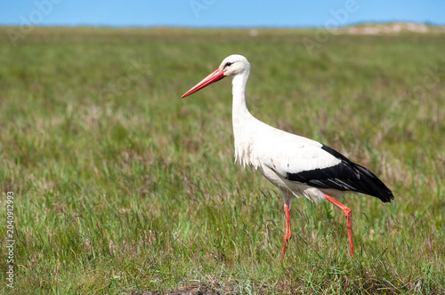 Fotografie Weissstorch in den Salzwiesen von St. Peter-Ording