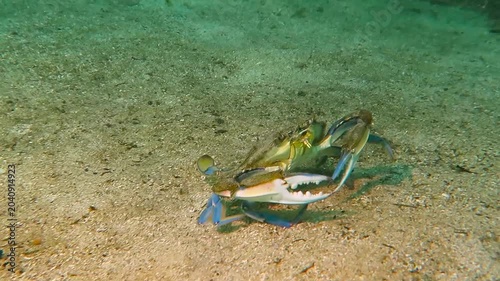 Underwater crab walking on the sandy bottom. Wild animal in the water. Scuba diving with marine wildlife. Animal in the cenote, travel footage.