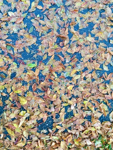 фотографія Wet autumn leaves in colors lying clumped in yellow and orange layers on dark as