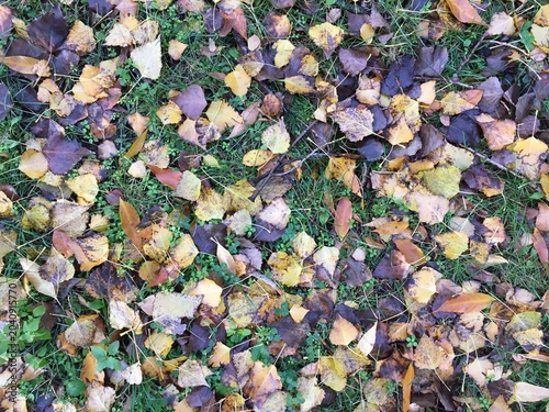 Tableau sur toile Autumn birch leaves in different sizes and tints of yellow, orange, and brown sc