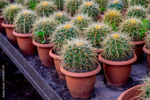 Фотография Cacteae is a tribe of plants of the family Cactaceae found mainly in North America especially Mexico