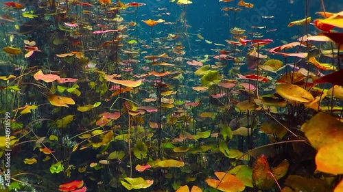 Wild flowers underwater in the fresh water lake. Cenote lagoon with lotus. Underwater plants with colorful leaves. River with water flowers. Swimming or scuba diving between lotus leaves.
