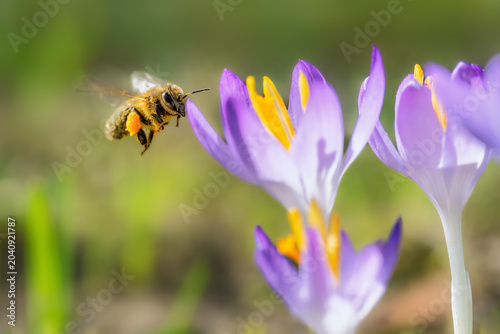 Bee flying to a purple crocus flower blossom