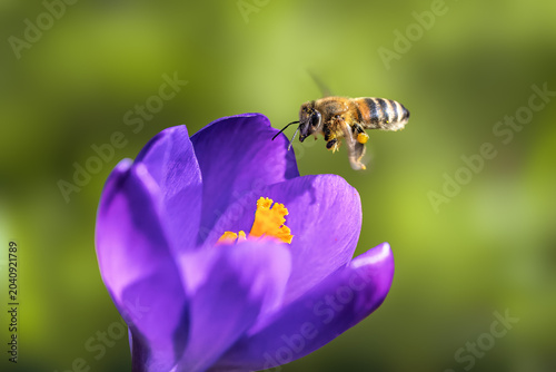 Bee flying to a purple crocus flower blossom
