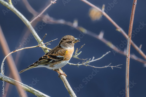 Brambling bird perching on a twig