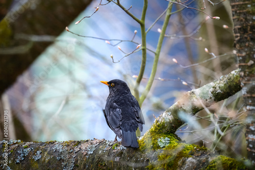 Blackbird sitting on a tree