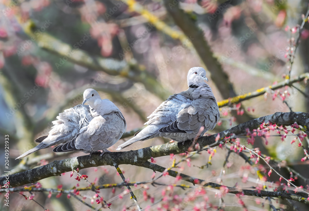 Fototapeta premium Dove couple sitting on a tree
