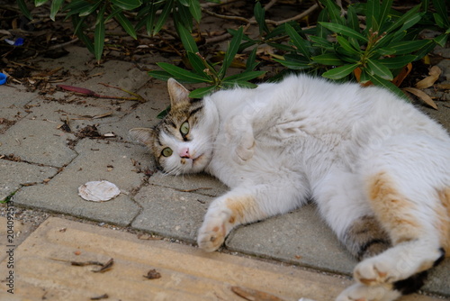 Photography cat in the garden