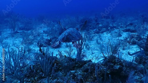 Deep sea turtle swimming over the tropical reef, variety of corals and plants. Deep blue caribbean ocean, blue background. Detail of legs and shell. Scuba diving underwater adventure. Travel footage.