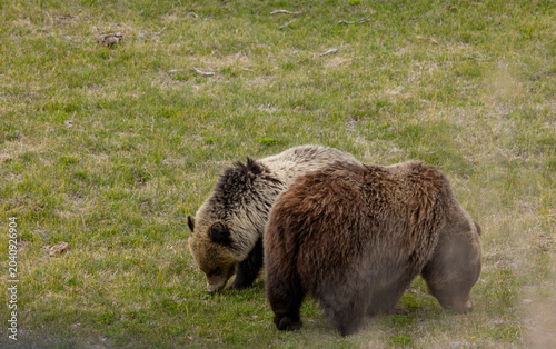 Grizzly Bear Sow and her Grown Cub in Springtime in Yellowstoen National Park Wyoming