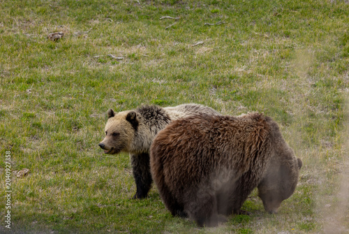 Grizzly Bear Sow and her Grown Cub in Springtime in Yellowstoen National Park Wyoming