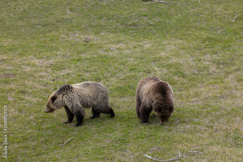 Grizzly Bear Sow and her Grown Cub in Springtime in Yellowstoen National Park Wyoming