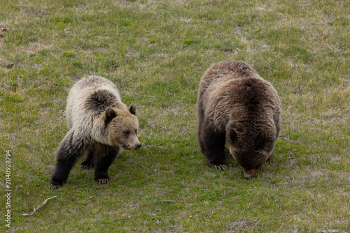 Grizzly Bear Sow and her Grown Cub in Springtime in Yellowstoen National Park Wyoming