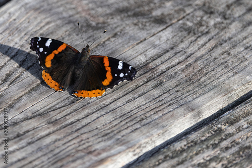 Bild auf Leinwand Red Admiral Butterfly resting on wood