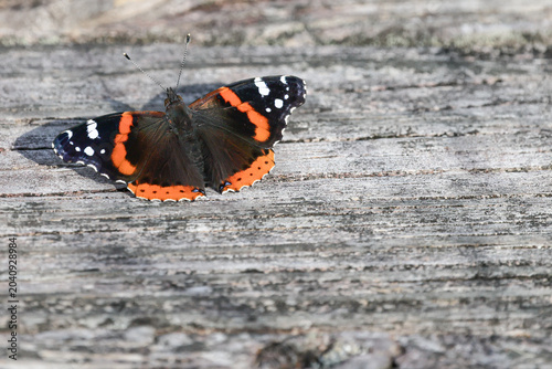 Obraz na plátně Red Admiral Butterfly resting on wood
