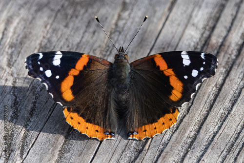 Photos Red Admiral Butterfly resting on wood