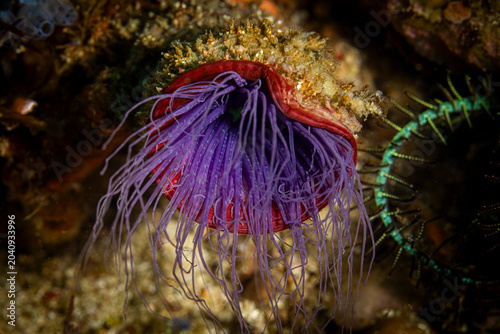 Fotografie Anemone @ Donsol, The Philippines
