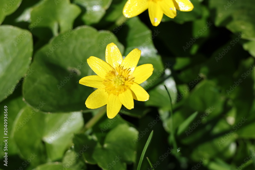 Obraz premium Lesser celandine glowing in spring sunlight against a dreamy green backdrop, Ficaria verna