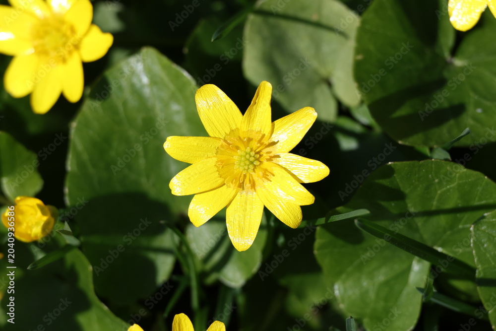 Obraz premium Single lesser celandine bloom among fresh leaves for botanical website header, Ficaria verna