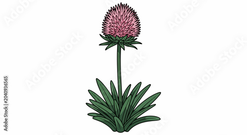 A stylized, cartoonish depiction of a single pink coneflower plant with green leaves and stem