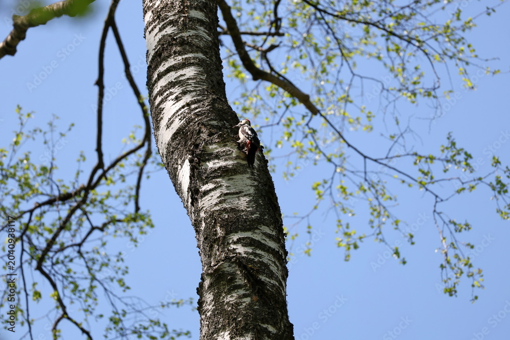 Fototapeta premium Great spotted woodpecker resting on birch trunk with young leaves in soft focus, Dendrocopos major