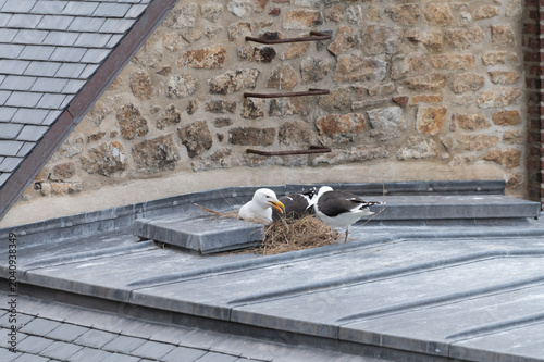 Breeding period by white seagulls, incubating of eggs in nest on roofs overlooking the Atlantic coast of Brittany and Normandy in Mont-Saint-Michel