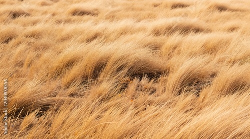 Golden dry grass field swaying gently in warm sunlight. Detailed texture of wild meadow plants, showing natural pattern and soft light and shadow play. Rural autumn landscape background.