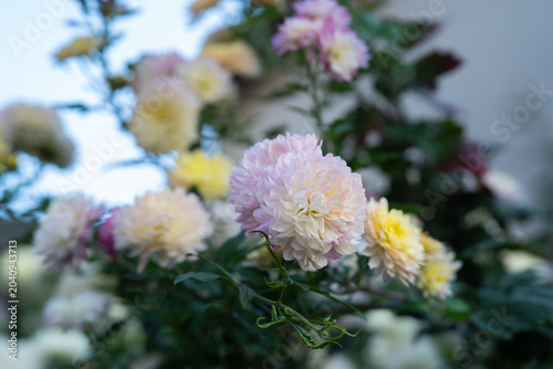 庭で咲くダリアの花