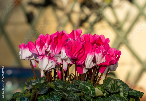 庭で咲く赤いシクラメンの花