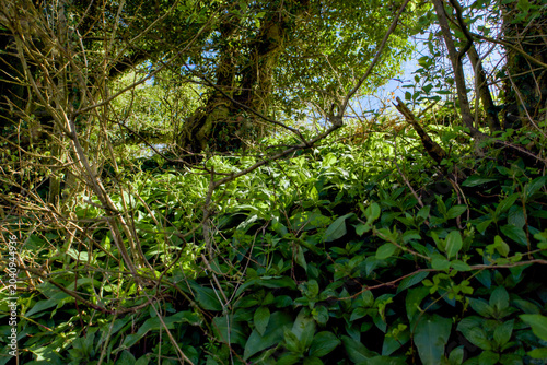 Photos Dense green vegetation and tangled branches sunlit beneath mature woodland trees in a lush spring landscape