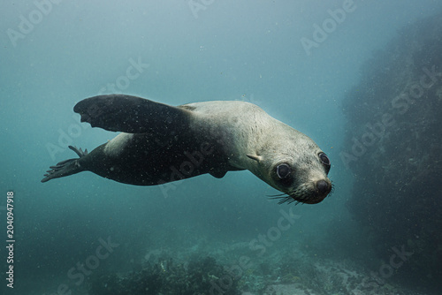 Cuadro en lienzo Curious Cape fur seal underwater portrait
