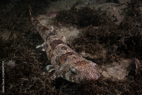 Cuadro en lienzo Portrait of a Shy Shark on Sandy Seabed in South Africa