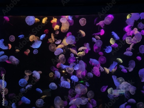 Colorful Glowing Jellyfish Swimming in Dark Aquarium Tank