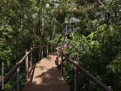 Wooden Forest Walkway Bridge Through Dense Green Trees