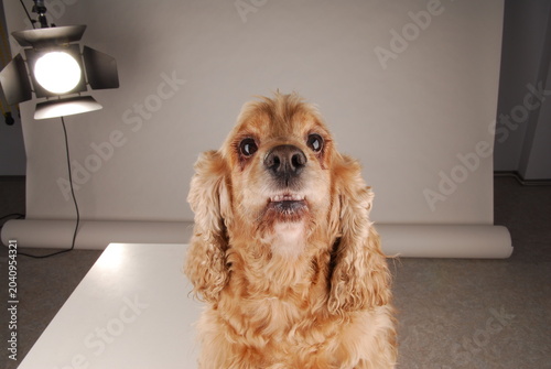Funny smiling cocker spaniel during the photo session at the studio. Background and lights are visible