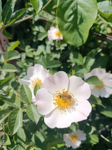 apple tree blossom