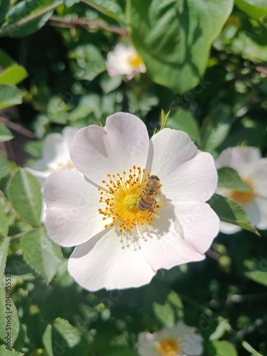 Flowers blossom