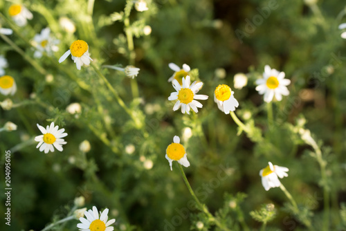 chamomile, camomile, Matricaria chamomilla flowers closeup selective focus